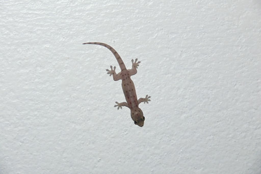 Gecko im Hotel, La Digue