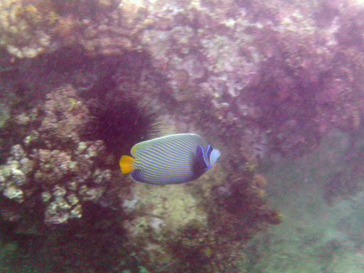 Schnorcheln an der Anse Lazio