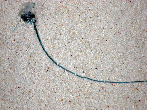 Qualle an der Anse la Source a Jean, La Digue